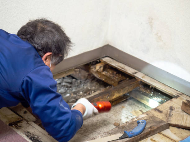 Best Mold Removal Company Near Me  in Maple Bluff, WI