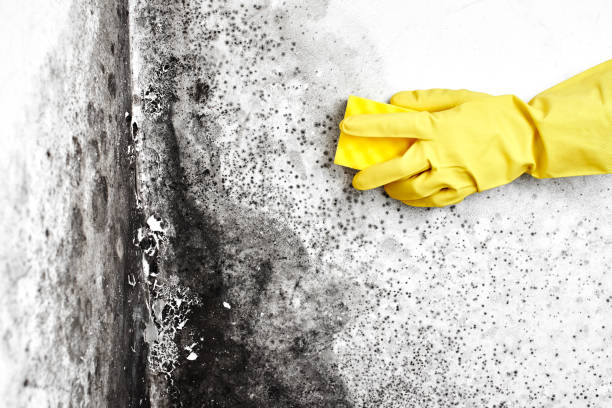 Certified Mold Removal in Maple Bluff, WI