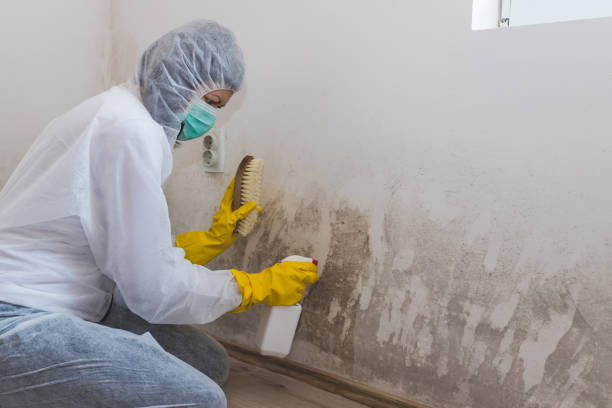 Professional Mold Removal in Maple Bluff, WI