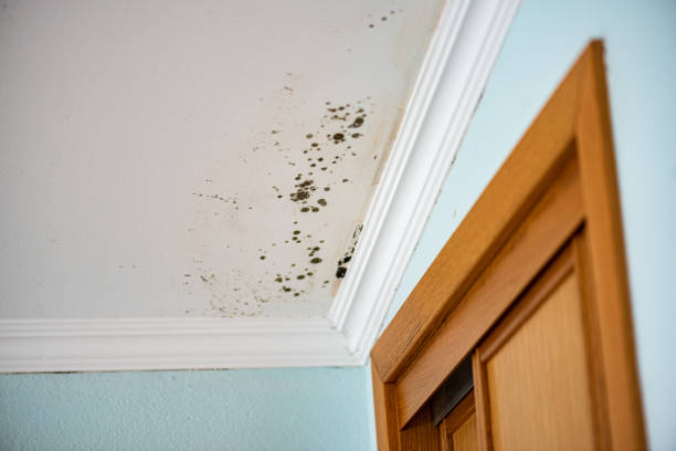 Best Mold Removal Company Near Me  in Maple Bluff, WI