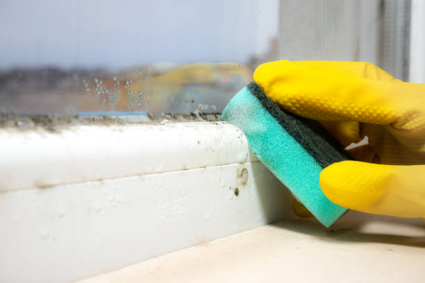 Best Crawl Space Mold Removal  in Maple Bluff, WI