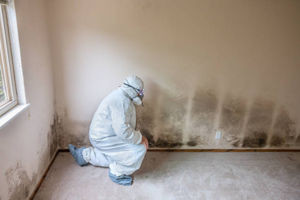 Best Mold Removal Specialists  in Maple Bluff, WI