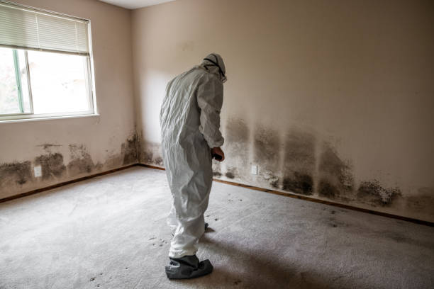 Best Fast Mold Removal  in Maple Bluff, WI