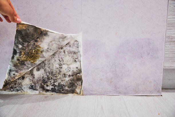 Best Black Mold Removal  in Maple Bluff, WI